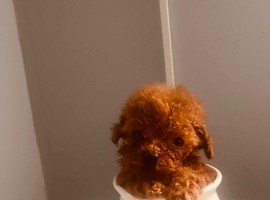 Toy Poodle
