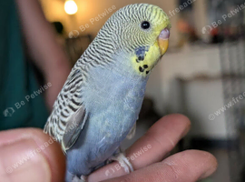 Budgies for sale