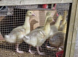Embden Goslings