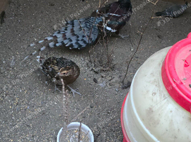 Mrs. Hume's pheasant for sale