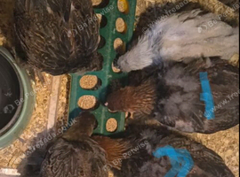 2 Brahma Roosters