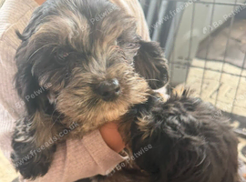 Cockapoo puppies ready to go