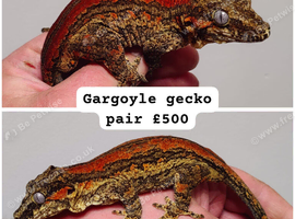 Gargoyle geckos, pine island chahouas and halmahera geckos