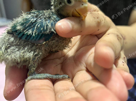 Lovebird babies