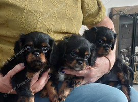 KC Registed Cavalier King Charles Spaniel pups