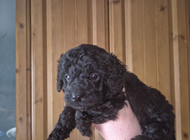 Poodle puppy