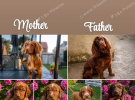 Working cocker spaniel puppies