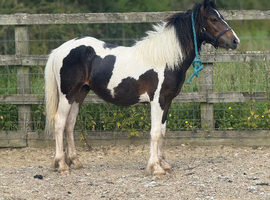 Cob x welsh colt