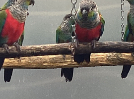 Crimson Bellied Conures