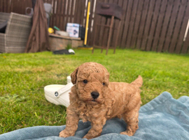 Male toy poodle