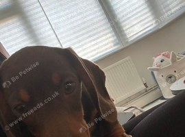 Miniature dachshund
