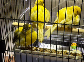 Border canaries