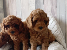 Multi-doodle generation puppies