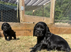 Kc cocker spaniel puppies