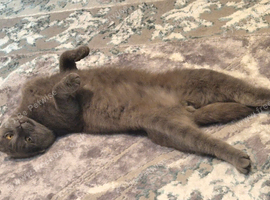 Scottish Fold Male - Abacus