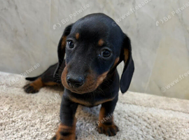 Dachshund puppies ready to go now!