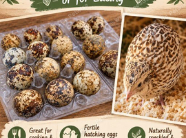 coturnix quail eggs
