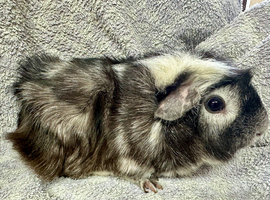 Pet Sow
