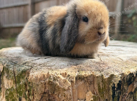 Mini lops available ** Please read full advert**