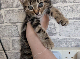 1 female kitten