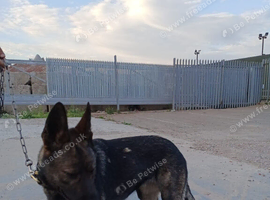 Luno - Well Trained Belgian Malinois x German Shepherd Female (Security Dog)