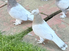 Turkısh pigeons