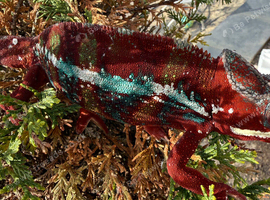 Panther Chameleon F1