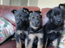 German shepherd pups