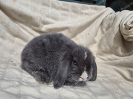 BABY MINI LOPS