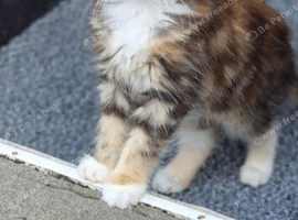 3/4 maine coon kittens