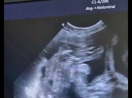 up date scan in pics due 19th June