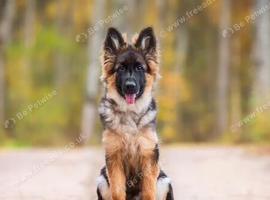 young ish german shepherd or belgian malinois wanted for rehome