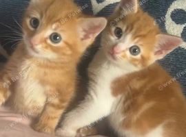 Two beautiful boys reach for forever homes