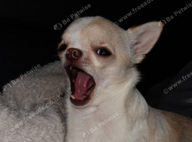 1 year Old Chihuahua Male