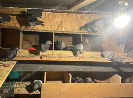 Breading birds