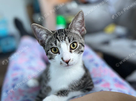 5 month old tabby