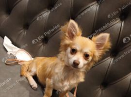 Buddy..chihuahua boy