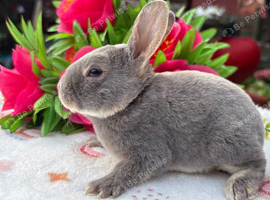 Four gorgeous mini Rex