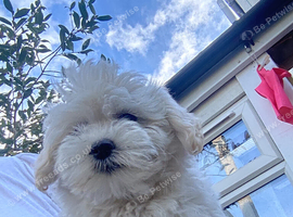 3 Bichon Frise puppies