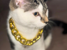 His is  name lilo 1 year old
