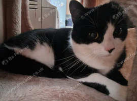 Female cat for rehoming