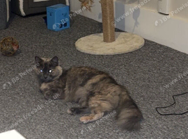 Fluffy 2 year old girl