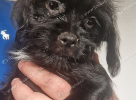 Fluffy Cavapoopug girl looking for a forever home.