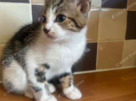 2 beautiful kittens