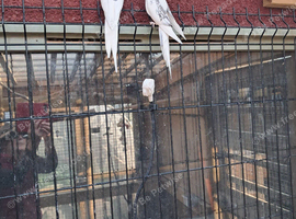 Pair of Cockatiels For Sale