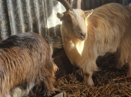 Pygmy goats wethers