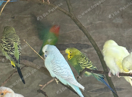 Birds for sale