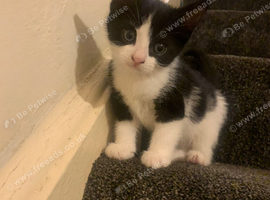 1 kitten left!!! Ready to go today. 8 weeks old.