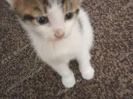 Cute female kitten for sale