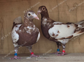 Meulemans